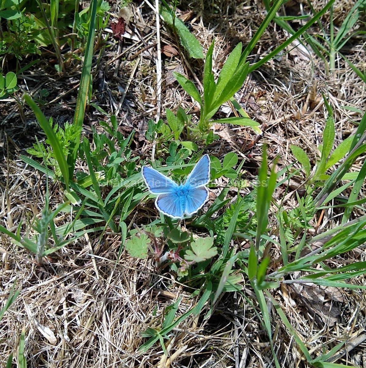 Blue butterfly may19
