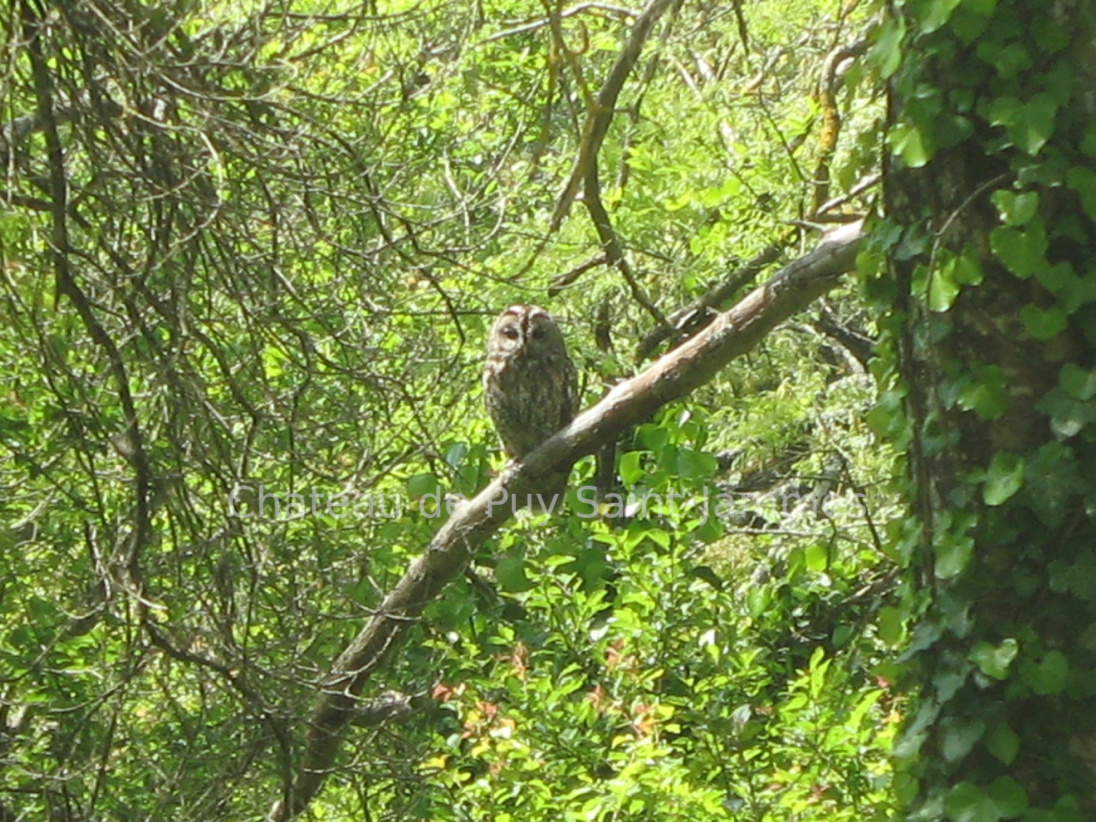Tawny owl01